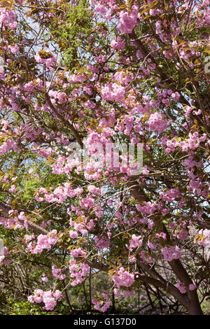 Prunus-Blüte im Frühjahr. Stockfoto