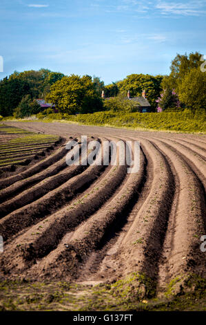 Acker zu cottages.summer blauen Himmel. Stockfoto