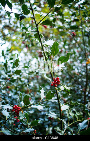 Beeren rot Holly Holly Bush in der Herbstsonne Stockfoto