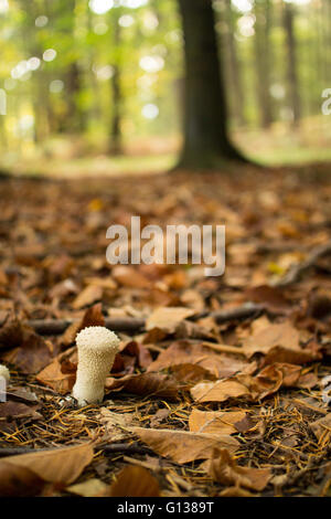 Gemeinsamen Puffball Pilze (Lycoperdon Perlatum) wächst unter den gefallenen Blättern und Nadeln im herbstlichen Wald. Stockfoto