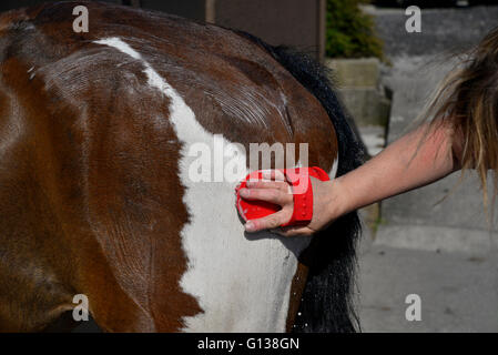 Das Fell eines farbigen Pferdes bei Frühlingssonne shampoonieren. Stockfoto