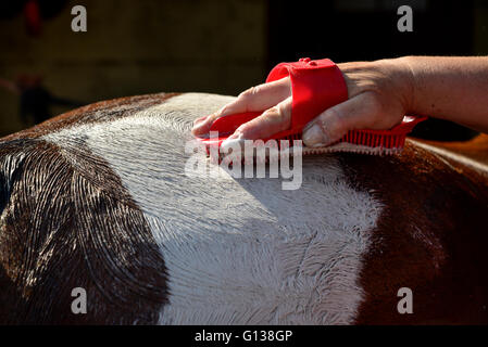 Das Fell eines farbigen Pferdes bei Frühlingssonne shampoonieren. Stockfoto