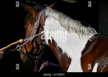 Schlauch nach unten ein farbiges Pferd nach einer langen Fahrt an einem sonnigen Frühlingstag. Stockfoto