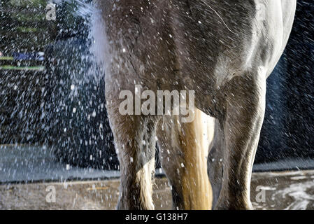 Schlauch auf einem grauen Pferd nach einer langen Fahrt. Stockfoto