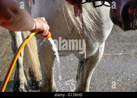 Schlauch auf einem grauen Pferd nach einer langen Fahrt. Stockfoto