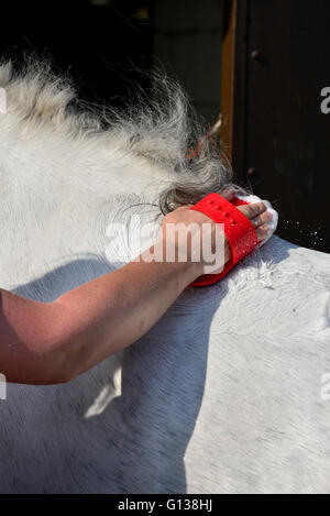 Das Fell eines grauen Pferdes in Frühlingssonne Shampoonieren. Stockfoto