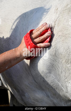 Das Fell eines grauen Pferdes in Frühlingssonne Shampoonieren. Stockfoto