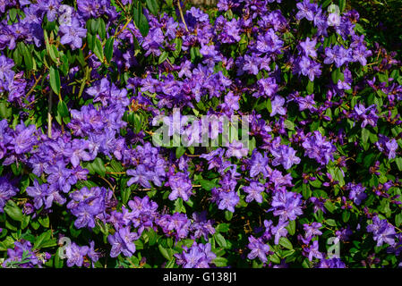 Rhododendron 'Blue Diamond' mit produktiver Anzeige der Blumen im Frühlingssonnenschein. Stockfoto