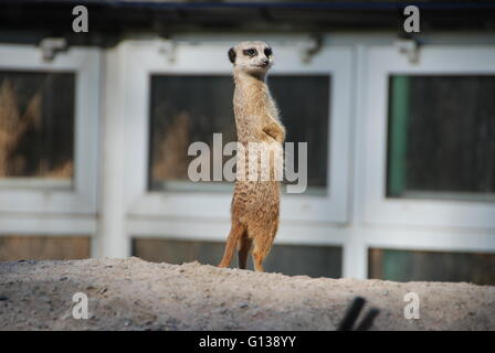 Erdmännchen auf der noblen Suche Stockfoto