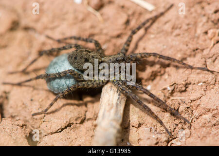 Wolfspinne (Pardosa SP.) weibliche mit Ei Sac. Blaue Seide mit Eiern mit Spinarets der Frau in Familie Lycosidae verbunden Stockfoto