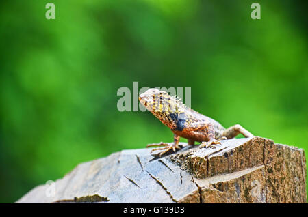 Orientalischer Garten Eidechse (Calotes versicolor) auf einen Zaunpfahl in Chi Phat, in den Kardamom-Bergen, Kambodscha Stockfoto