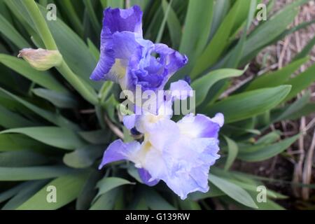 Bild von Iris Blumen Stockfoto