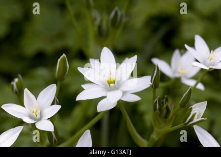 Ornithogalum Blumen. Star-of-Bethlehem Blüten im Frühjahr. Stockfoto