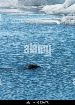 Eisberge und Dichtung am Jökulsárlón Lagune nahe Vatnajökull-Gletscher im Süden Islands Stockfoto