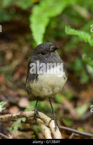 New Zealand Robin (Petroica Australis) ist ein kleiner Vogel fand nur in Neuseeland Stockfoto