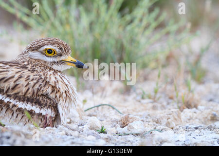 Stein-Brachvogel (Burhinus Oedicnemus) am Nest mit Eiern. Provinz Lleida. Katalonien. Spanien. Stockfoto