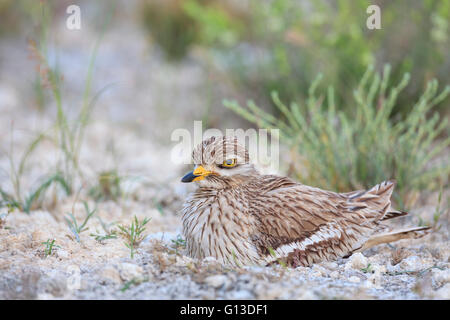 Stein-Brachvogel (Burhinus Oedicnemus) am Nest. Provinz Lleida. Katalonien. Spanien. Stockfoto