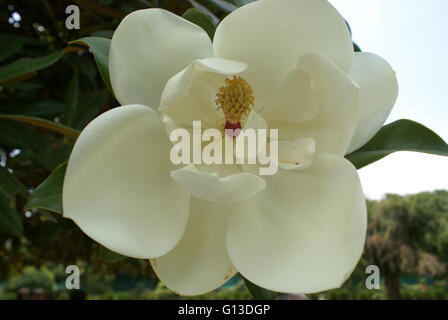 Magnolia Grandiflora, Bull Bay, Immergrüne Magnolie, immergrüner Baum mit dunkelgrünen ledrigen Blättern, weißen duftenden Blüten Stockfoto