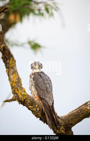 Eurasian Hobby (Falco Subbuteo) thront auf Zweig. Provinz Lleida. Katalonien. Spanien. Stockfoto