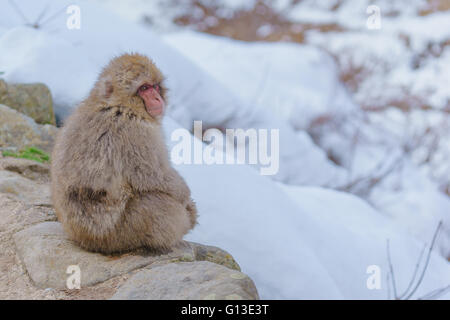 Schnee zwei japanischen Berg Affen im Winter, Jigokudan Park, Nagano, Japan Stockfoto