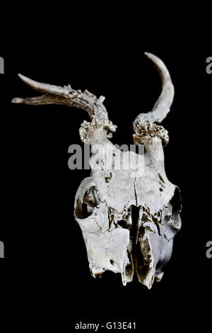 Hirsch-Schädel mit wackelig Geweih auf schwarzem Hintergrund Stockfoto