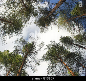 Blick nach oben in einem Kiefernwald in Dalarna, Schweden. Stockfoto