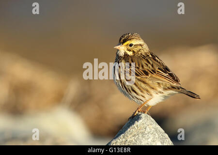 Eine Savannah Sparrow Vermessung seiner Umgebung von der bevorzugten Barsch. Stockfoto