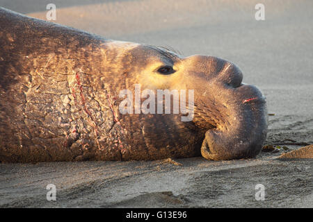 See-Elefant Verlegung am Ufer. Stockfoto