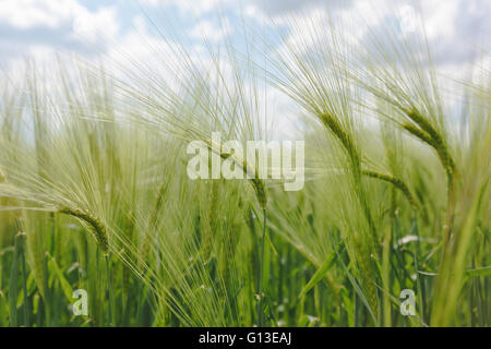 Grünen Gerstenfeld. Nahaufnahme von einem üppig grünen Gerstenfeld im Frühjahr. Stockfoto