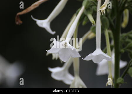 Bossoms Wald-Tabak (Nicotiana Sylvestris) als Zierpflanze verwendet. Stockfoto