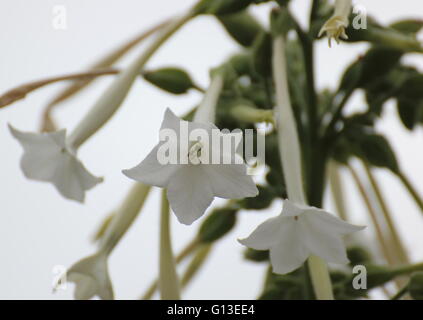 Bossoms Wald-Tabak (Nicotiana Sylvestris) als Zierpflanze verwendet. Stockfoto