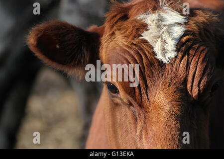 Portrait über eine braune Kuh. Stockfoto