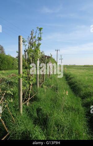 Spalier Obstbäumen entlang einem Fenland-Graben Stockfoto
