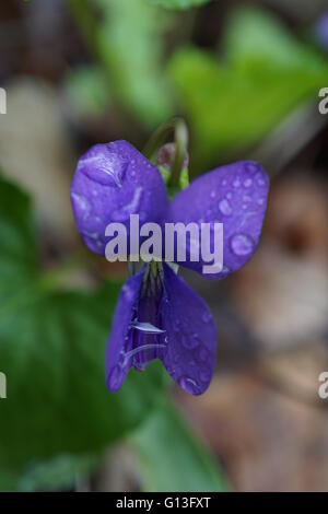 Makroaufnahme einer Wildblumen. Es ist ein gemeinsames blau violett "Viola Sororia' mit Tau bedeckt. Stockfoto
