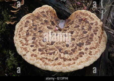 Pilze (Polyporus an) bekannt als die Dryade Sattel, Fasan wieder Pilz oder Falken Flügel. Stockfoto