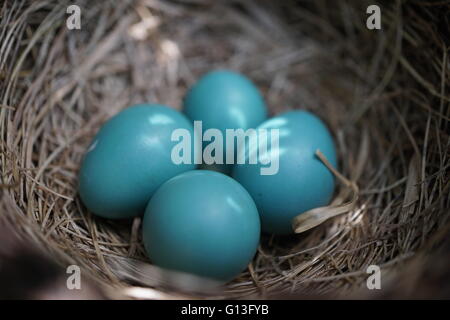 Nahaufnahme von einem Nest von Robins Eiern.