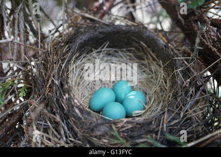 Robins Nest, in dem vier blaue Eiern.
