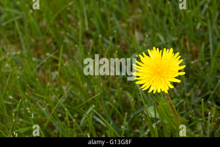 gelbe Blume Löwenzahn hautnah Stockfoto