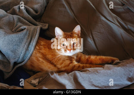 Süße faul rote Katze im Bett liegend Stockfoto