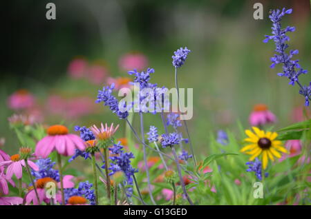 Östlichen Sonnenhut ((Echinacea Purpurea) Blumen und mehlig blauen Salbei (Salvia Farinacea) mit Black Eyed Susan Stockfoto