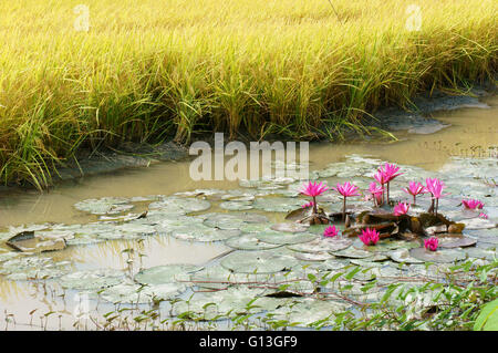 Mekong-Delta, Vietnam Land, Landschaft mit gelbem Reis Feld, grüne Wasserspinat am Fluss, schöne rosa Lilie Blume Stockfoto