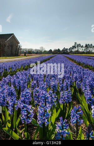 Lila blaue Hyazinthen blühen Feld in voller Blüte, mit führenden Fluchtlinien bis zum Horizont und Bauernhäuser - Porträt Stockfoto