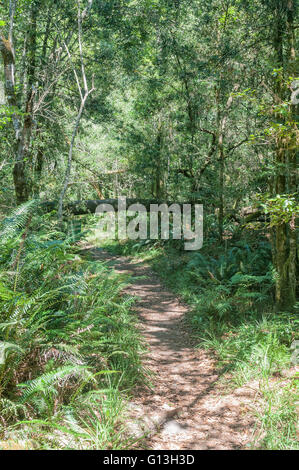 Ein Wanderweg am Jubilee Creek, ein Ort für ein Picknick in der Knysna Forest in der Nähe von Millwood Stockfoto