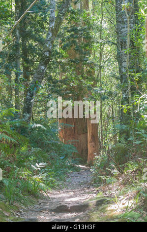 Kofferraum eines Toten Wald-Riesen in der Nähe von Jubilee Creek, ein Ort für ein Picknick in der Knysna Forest in der Nähe von Millwood Stockfoto