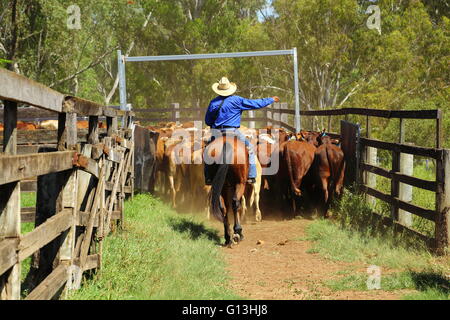 Stockman auf einem Pferd führt Rinder in einem Hof an der Eidsvold Saleyards in Queensland, Australien. Stockfoto