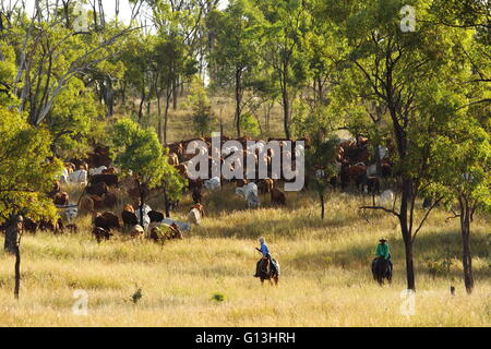 Beiden Viehtreiber Anleitung einen Rinder-Mob "Eidsvold Station" in der Nähe von Eidsvold, Queensland, Australien bei einem Almabtrieb. Stockfoto