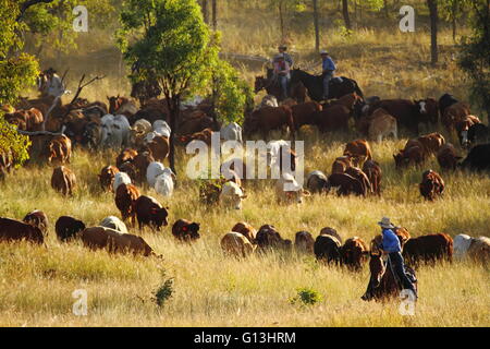 Viehtreiber Anleitung einen Rinder-Mob "Eidsvold Station" in der Nähe von Eidsvold, Queensland, Australien, während ein Almabtrieb. Stockfoto