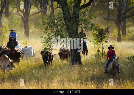 Drei Viehtreiber Anleitung einen Rinder-Mob "Eidsvold Station" in der Nähe von Eidsvold, Queensland, Australien bei einem Almabtrieb. Stockfoto