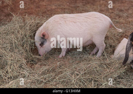 Rosa Schwein, bekannt als ein Göttingen Minipig frisst Heu in einem Hof neben Ziegen und Schafen. Stockfoto