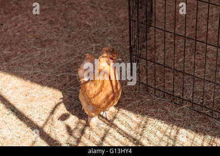 Buff geschnürt polnischen Huhn Gallus in einem Hof auf einem kleinen Bauernhof. Stockfoto